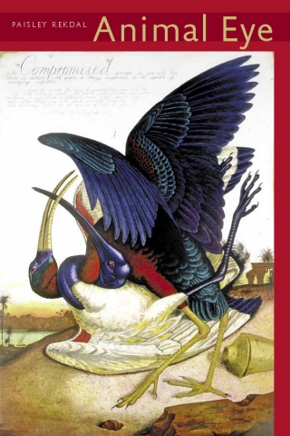 Cover of Paisley Rekdal's "Animal Eye" featuring an antique-style illustration of two birds fighting